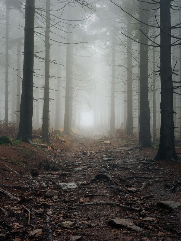 majestic, forest, autumn, fog, trees, rain, nikon, mountains Deep into the forest фото превью