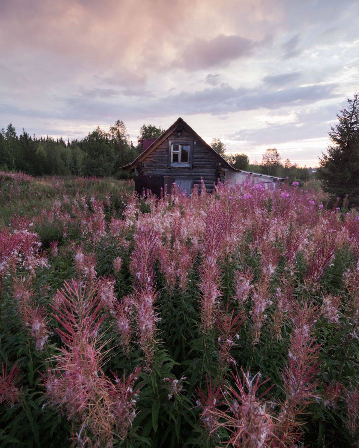 , Алексей Проняхин