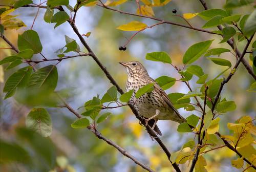 Дрозд на черёмухе..