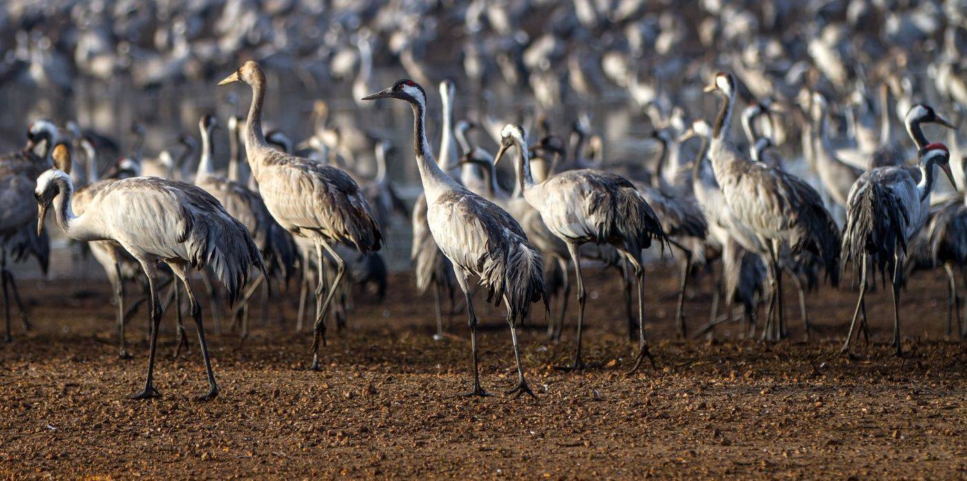 серый журавль,туман,заповедник хула,израиль, Валентина Булкина
