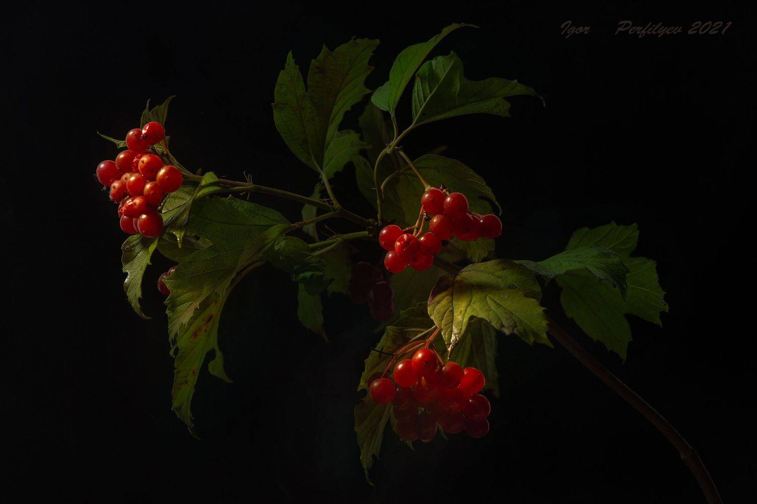 , игорь перфильев