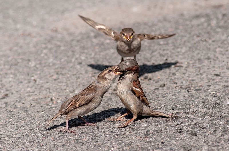 Кто успел, тот и съел! фото превью