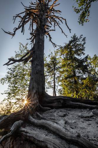 Древний страж Каменного города