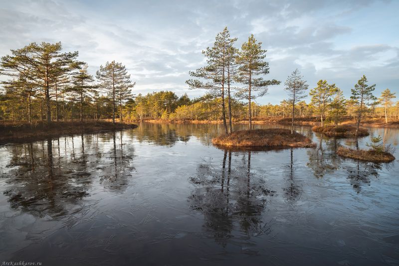 болото, болотные топи, ленобласть, ленинградская область, острова, сосны, отражение, осень \