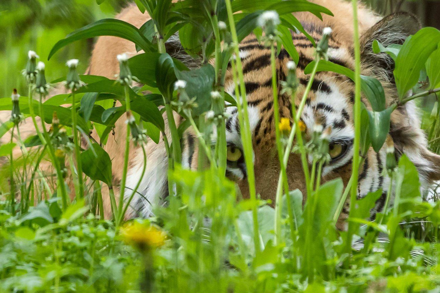 тигр, Логунов Максим