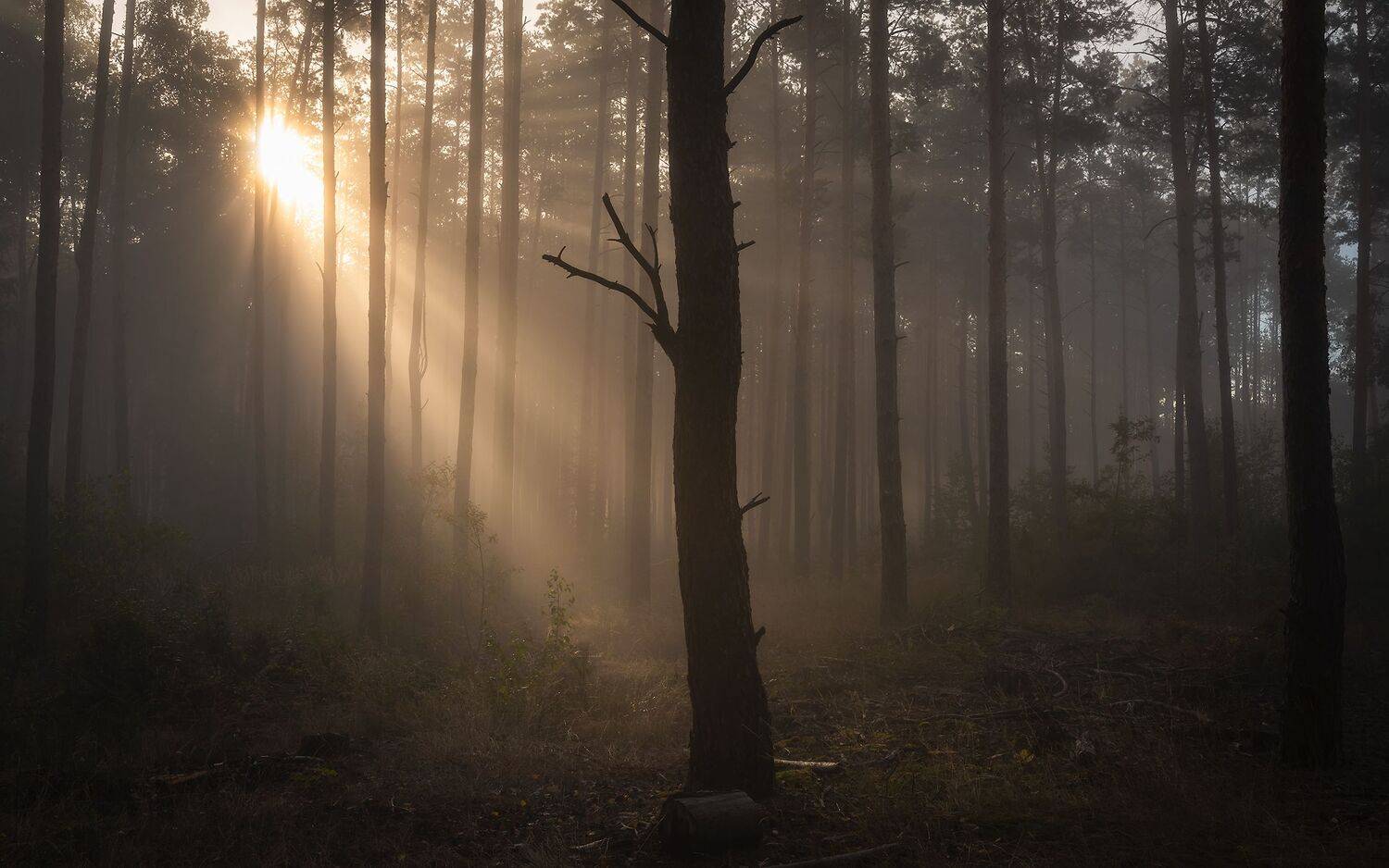 , Дмитрий Захаров