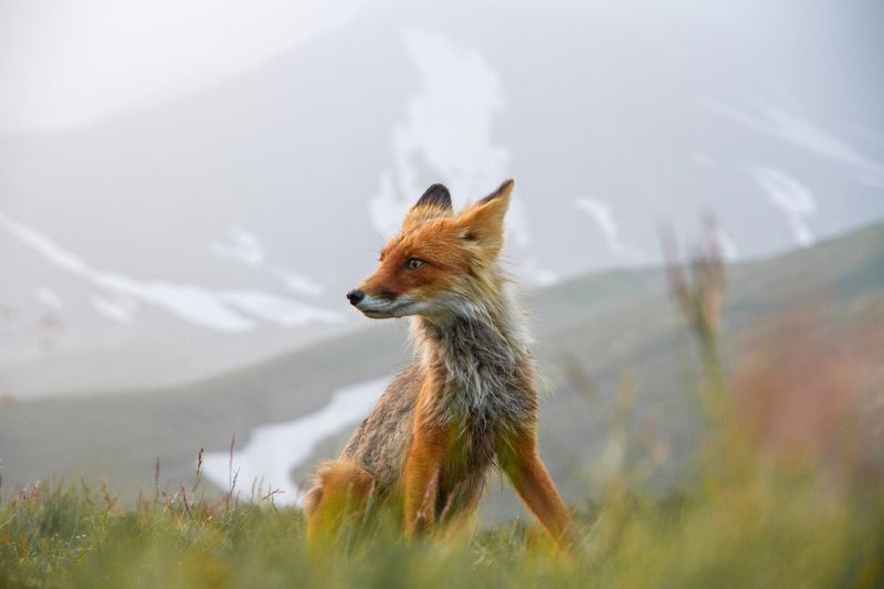 У Авачи фото превью
