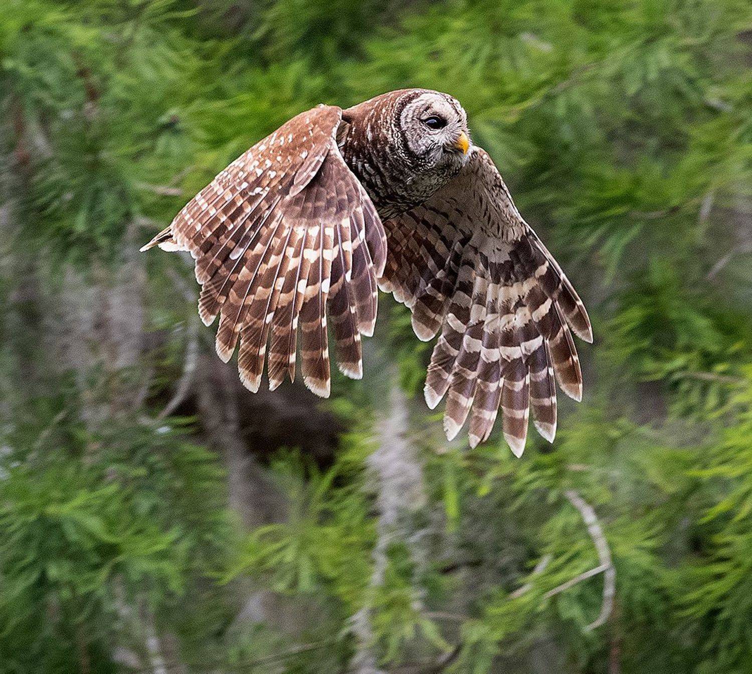 пёстрая неясыть, cова, owl, florida,флорида, хищные птицы, barred owl, Elizabeth Etkind