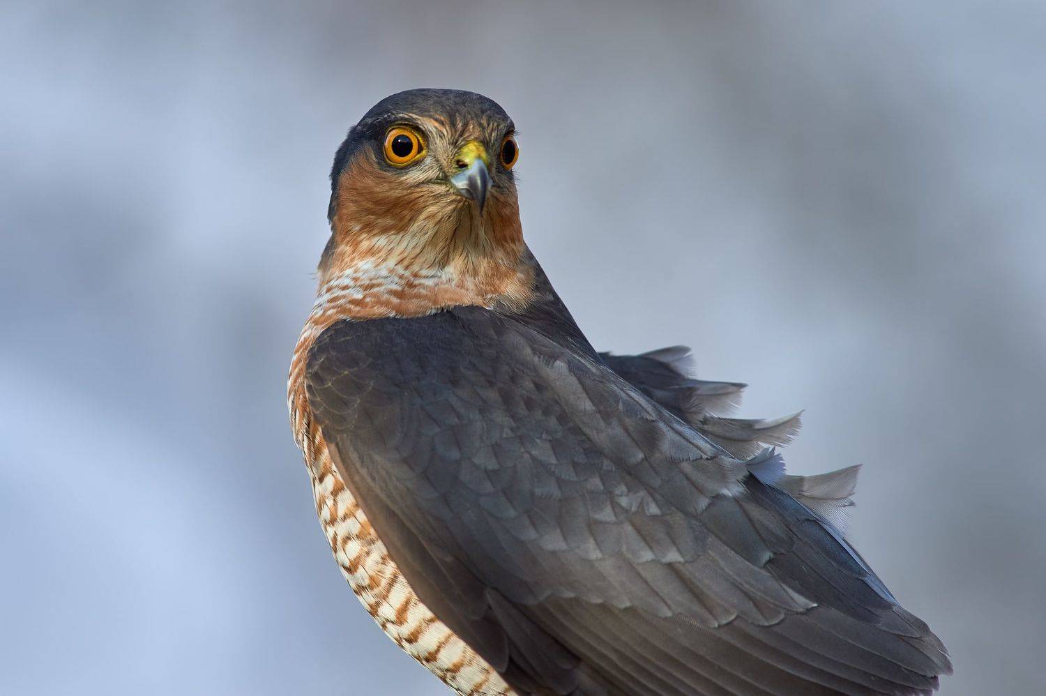 nature, wildlife, birds, Калин Ботев