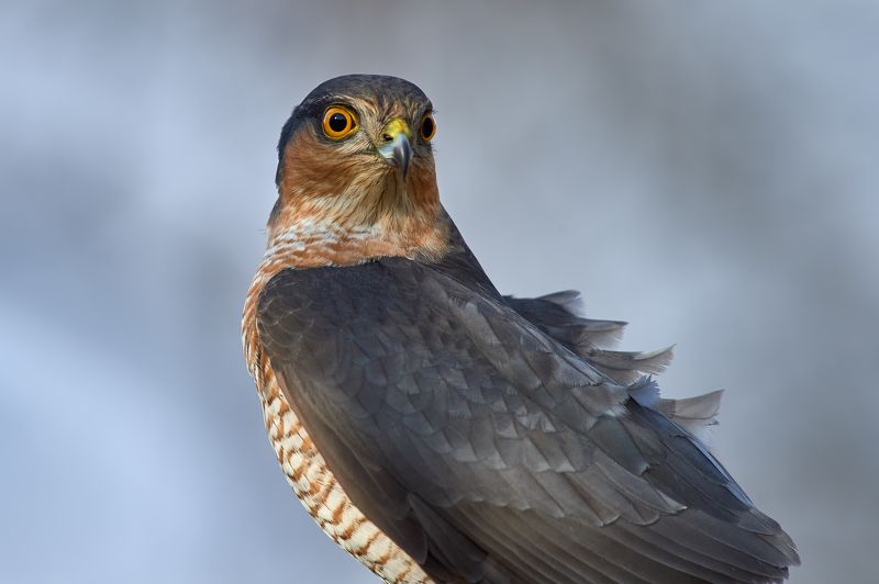 nature, wildlife, birds *** фото превью