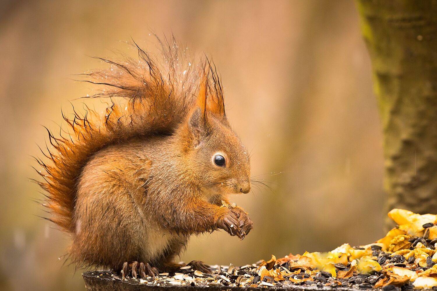 , Robert Adamec