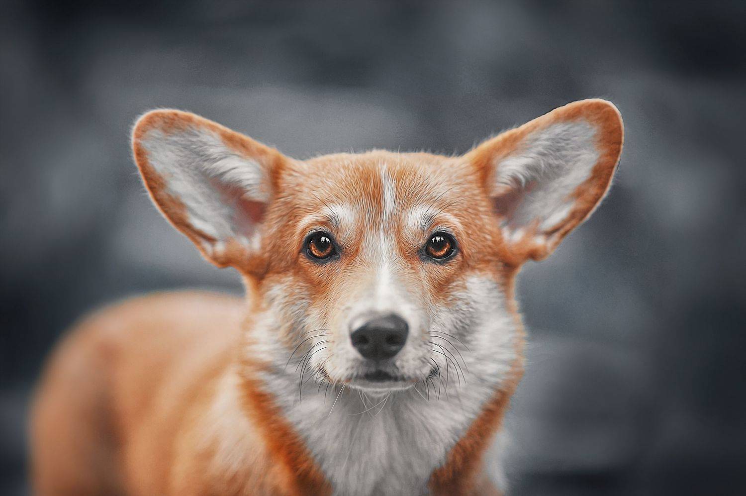 , Ксения Лысенкова