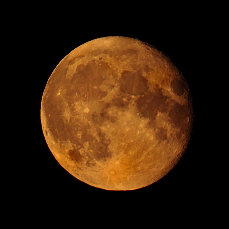 луна, грейпфрут Grapefruit Moon фото превью