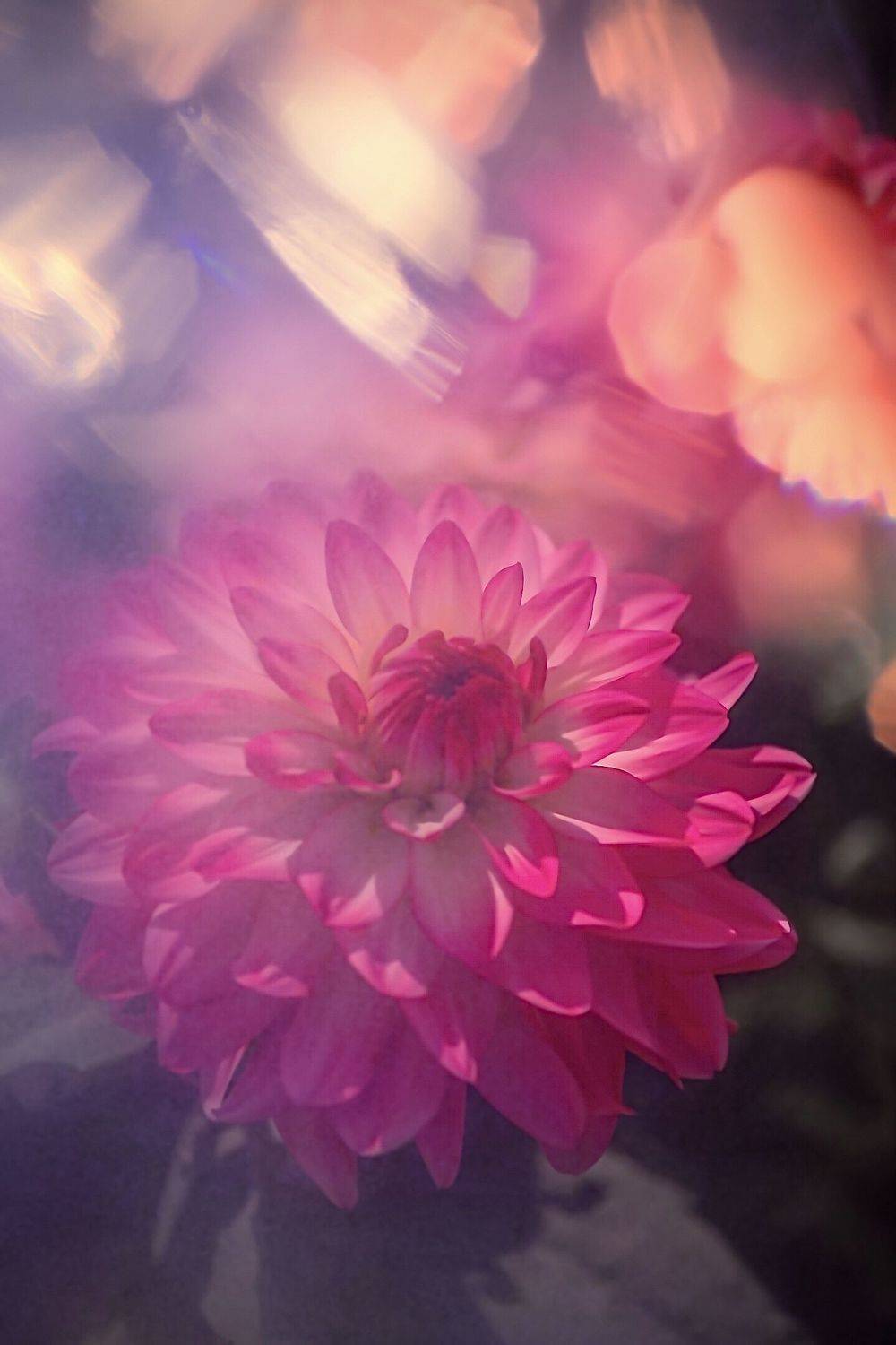 макро, macro, цветы, flowers, георгин, dahlia, Julia Kaissa