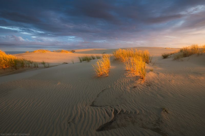 В дюнах Куршской косы фото превью