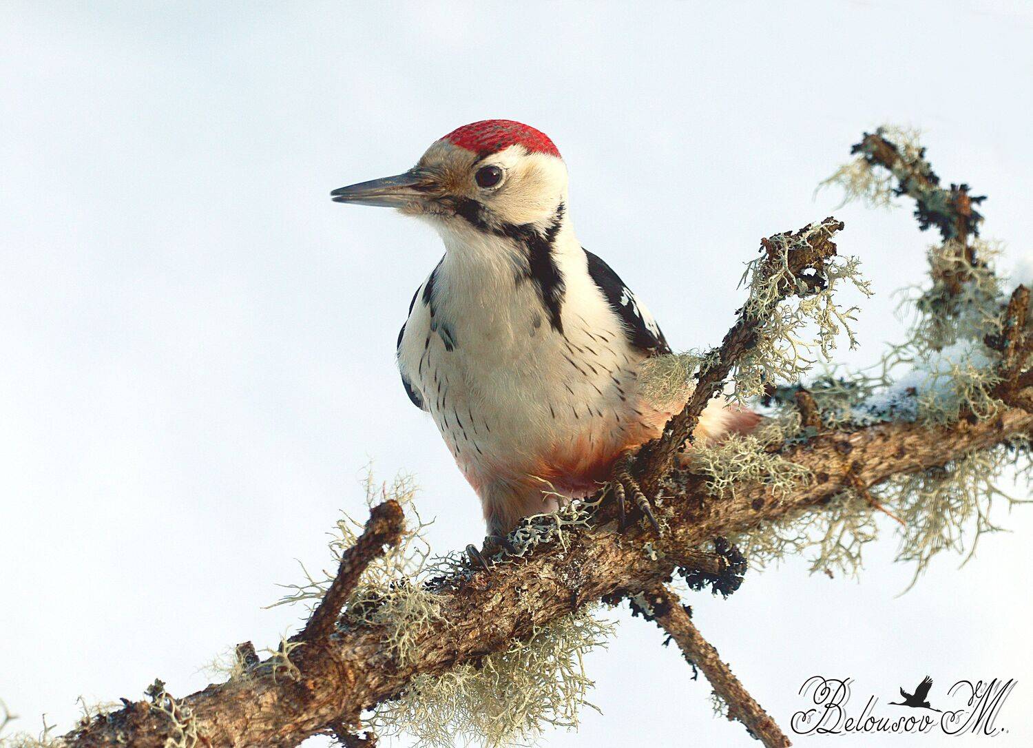 белоспинный дятел., Михаил Белоусов