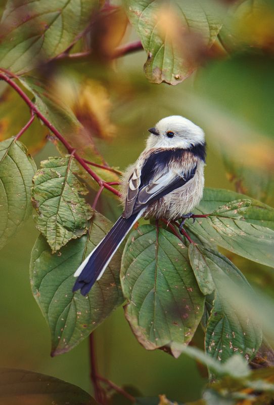 Ополовник. фото превью
