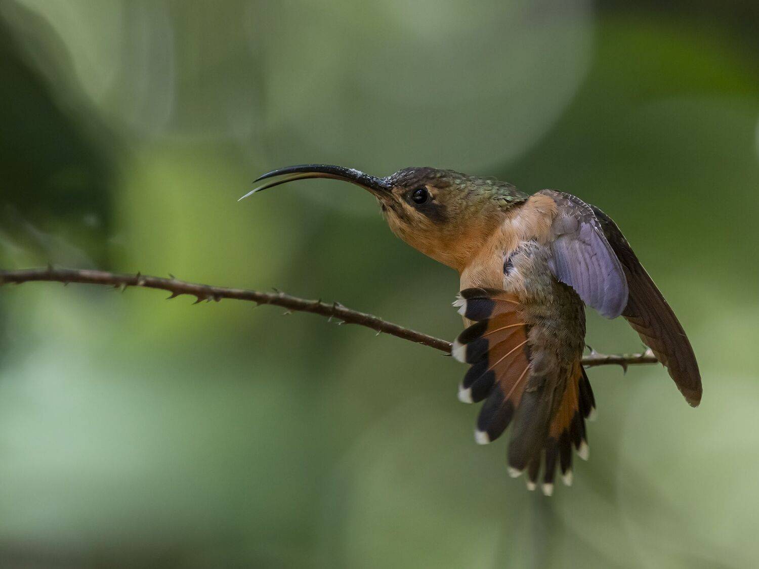 , Fernando Burgalin Sequeira