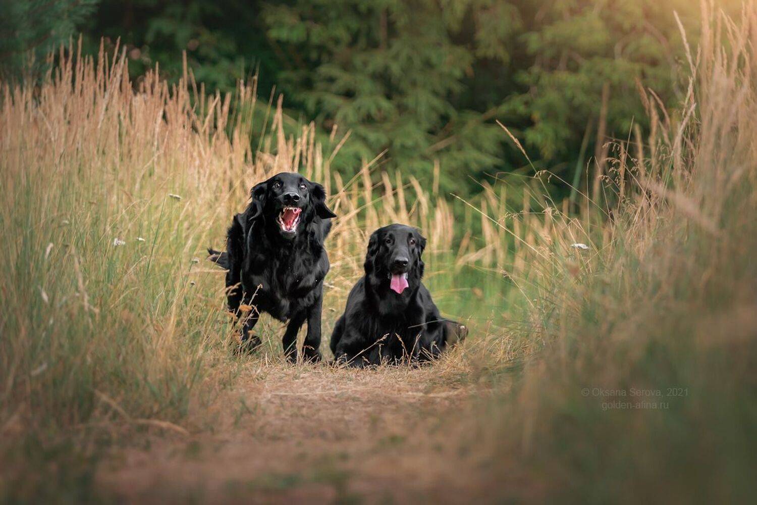 , Оксана Серова