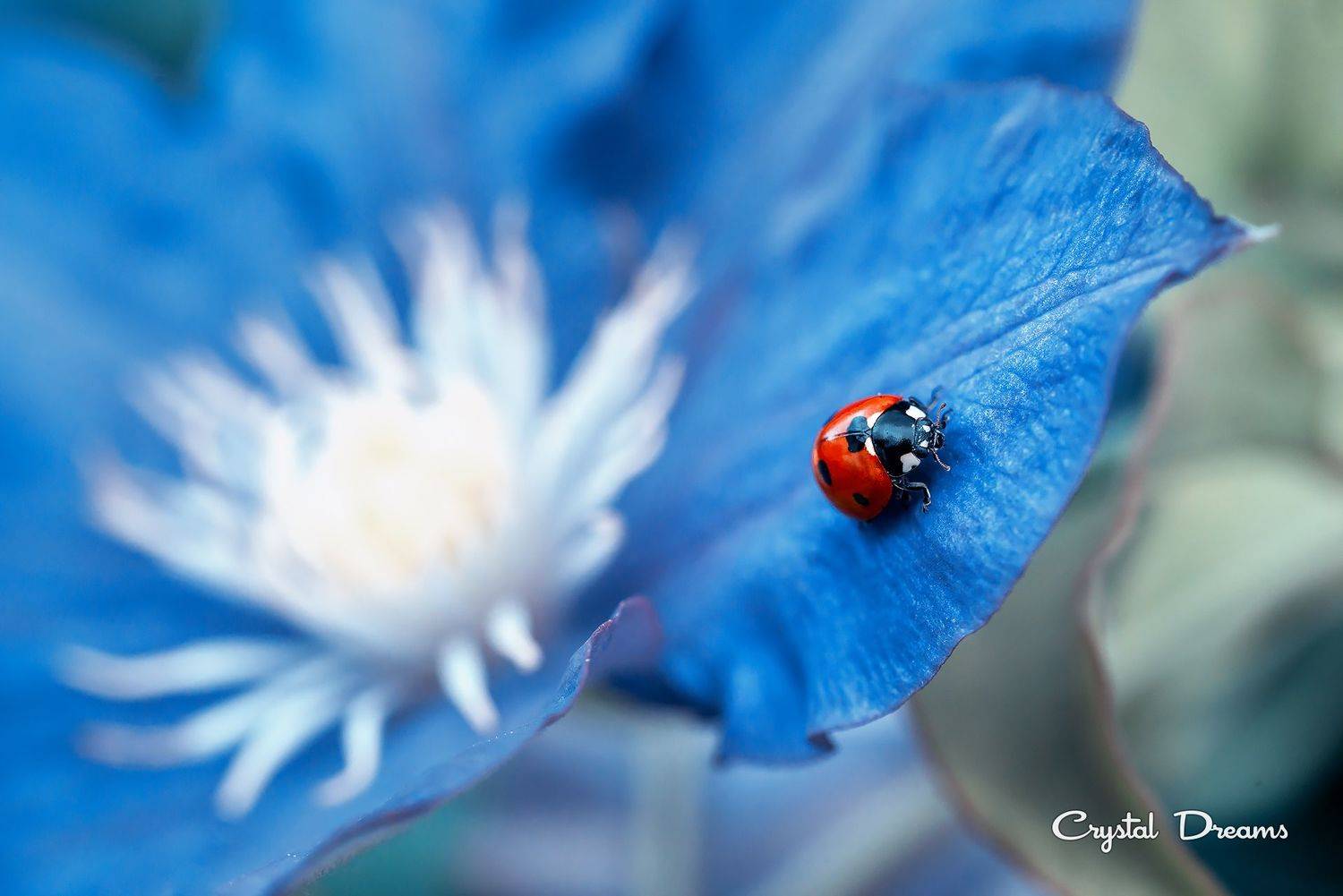 , Татьяна Крылова