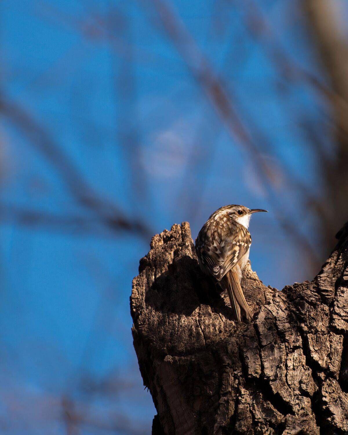 пищуха(certhia, brachydactyla, Алексей Рыльский