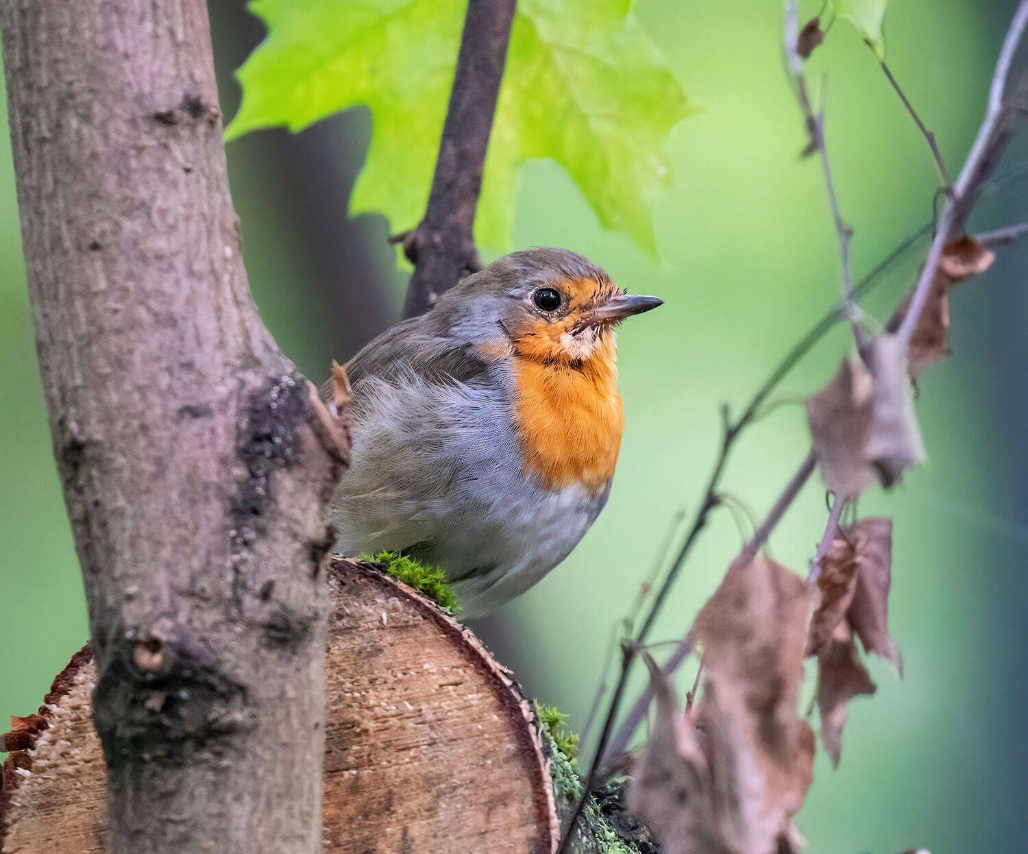 , Константин Дэм