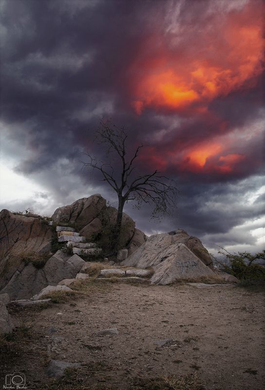 Plovdiv,Bulgaria,Storm,Clouds,Tree Before the storm... фото превью