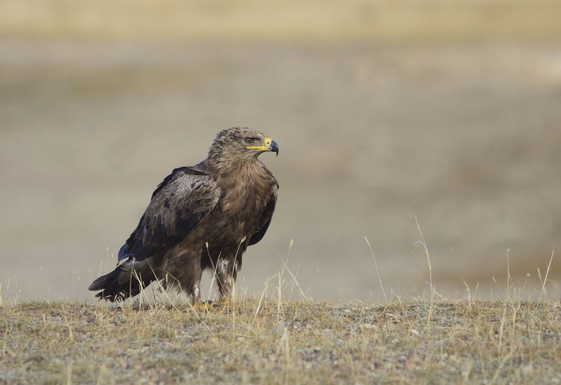 Степной орёл фото превью