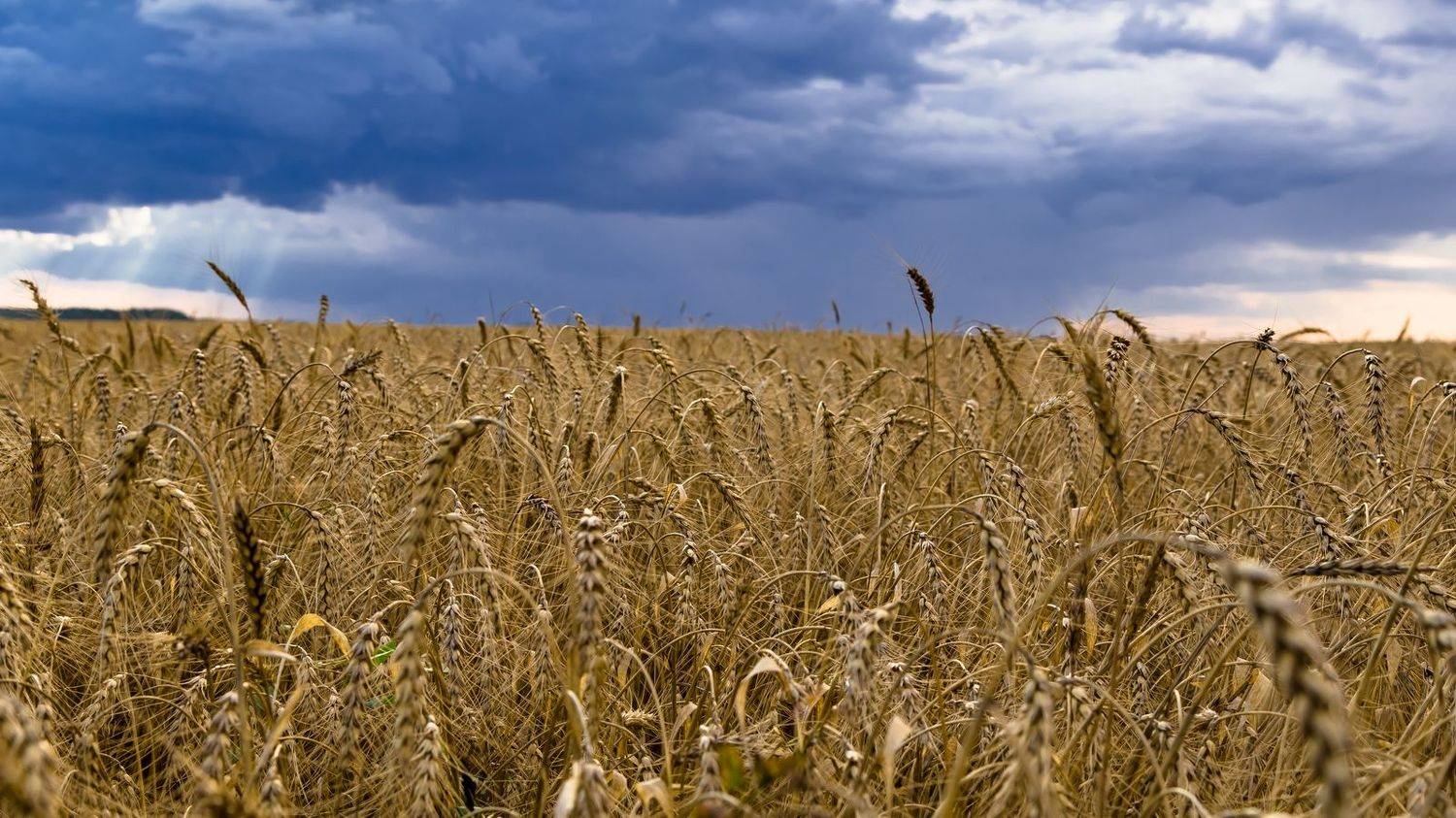 поле, тучи, гроза, природа, пейзаж, колосья, Юрий Морозов