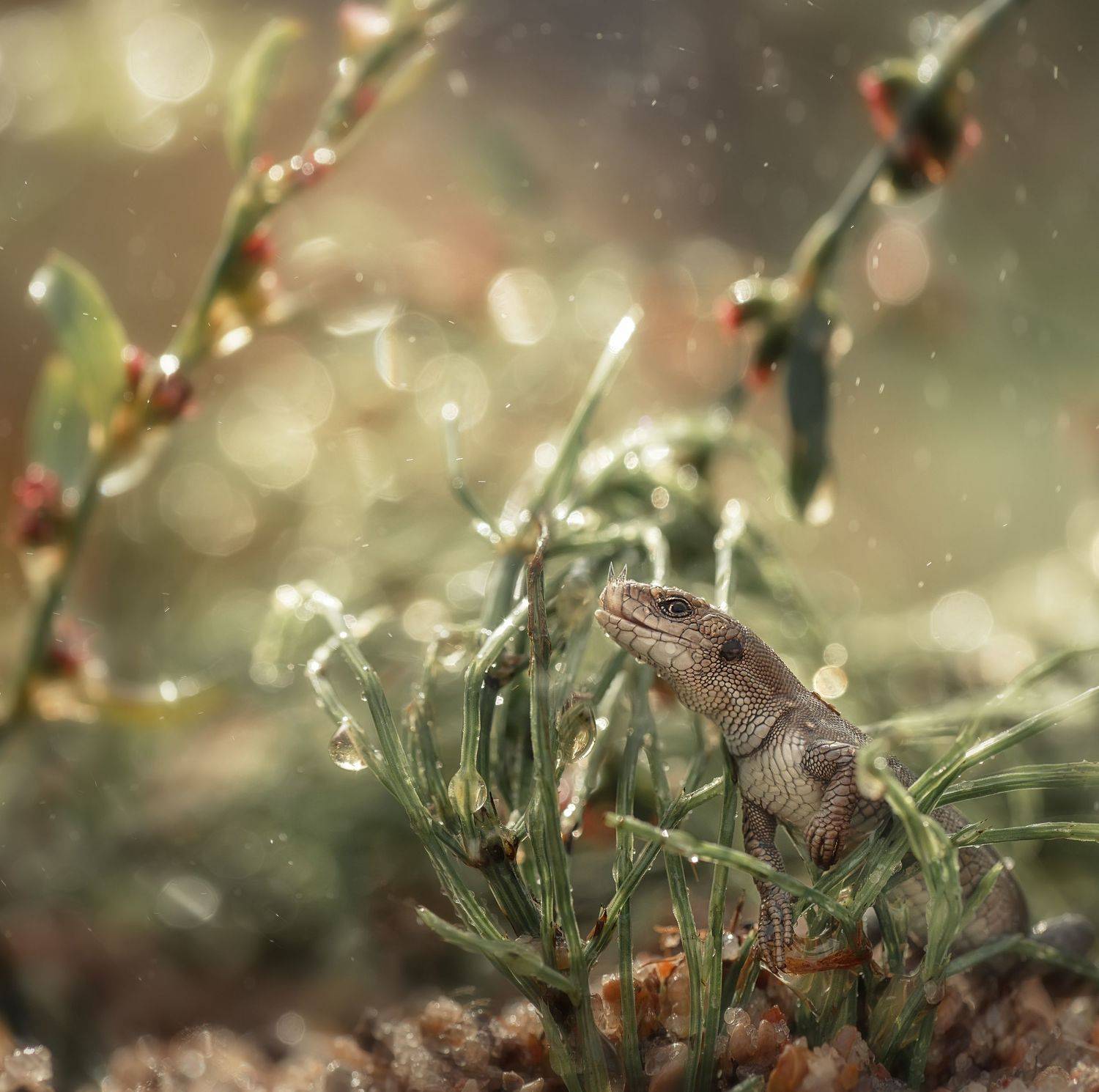 , Тарасова Ольга