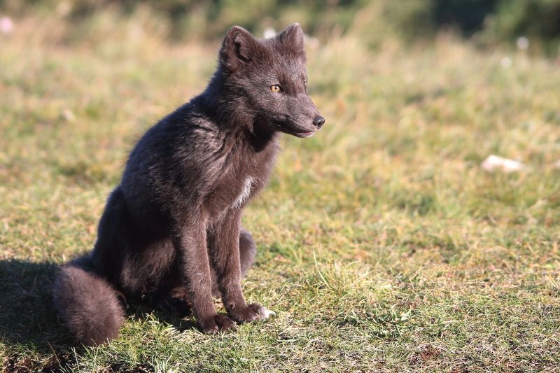 Arctic fox фото превью