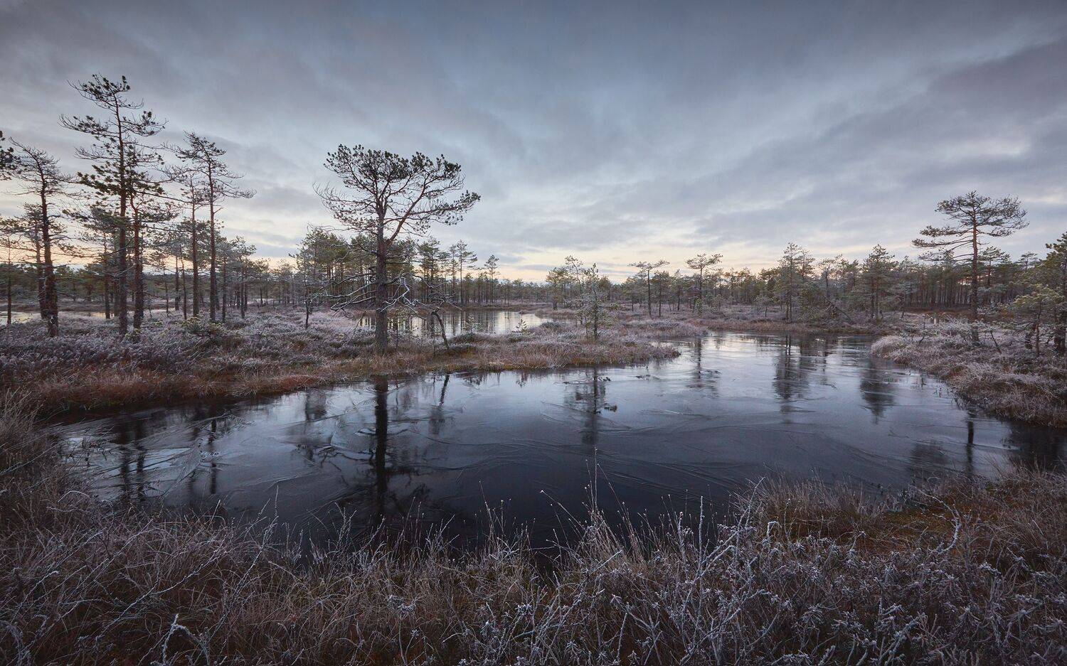 Болото, утро, мороз, лёд, иней, Антон Кононов