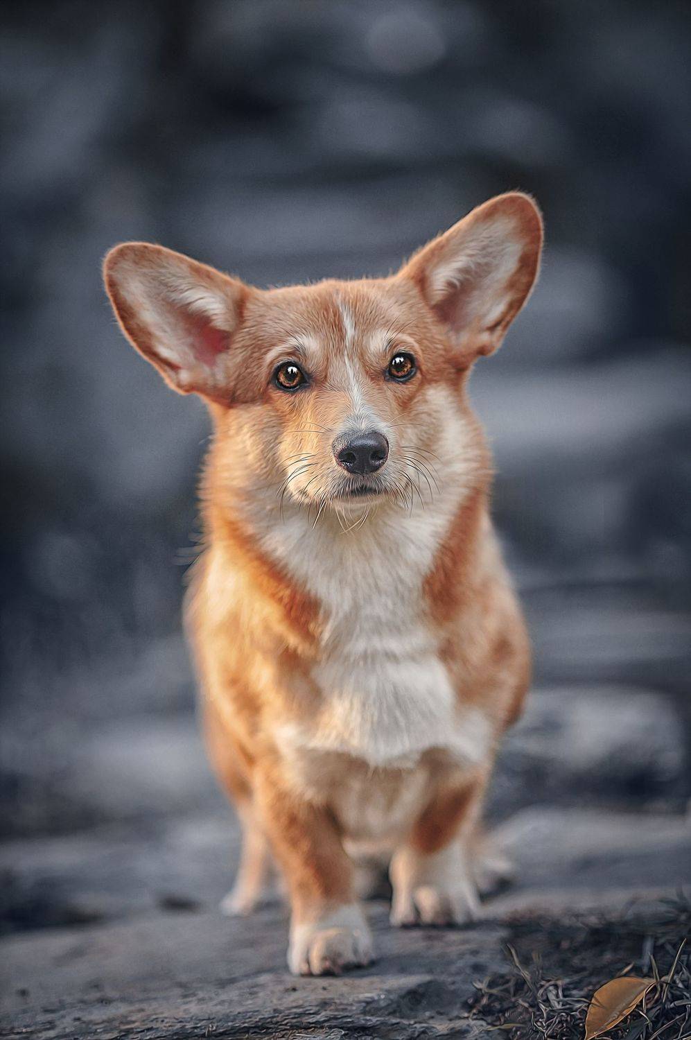 , Ксения Лысенкова