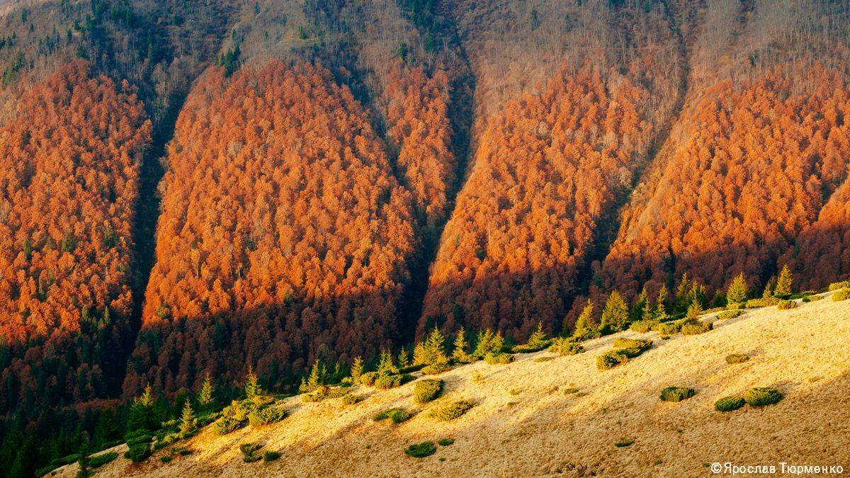 , Ярослав Тюрменко (Jaremi)