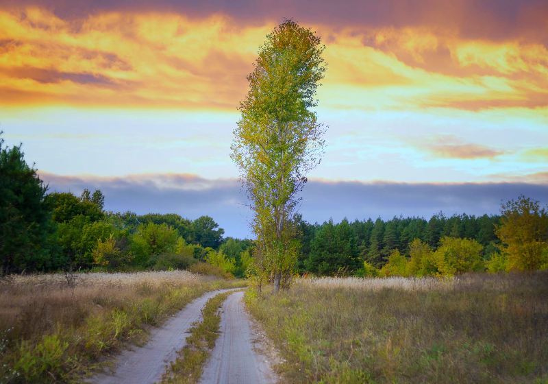 пейзаж, осень, лес Сентябрь ... фото превью