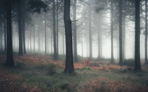 Majestic forest