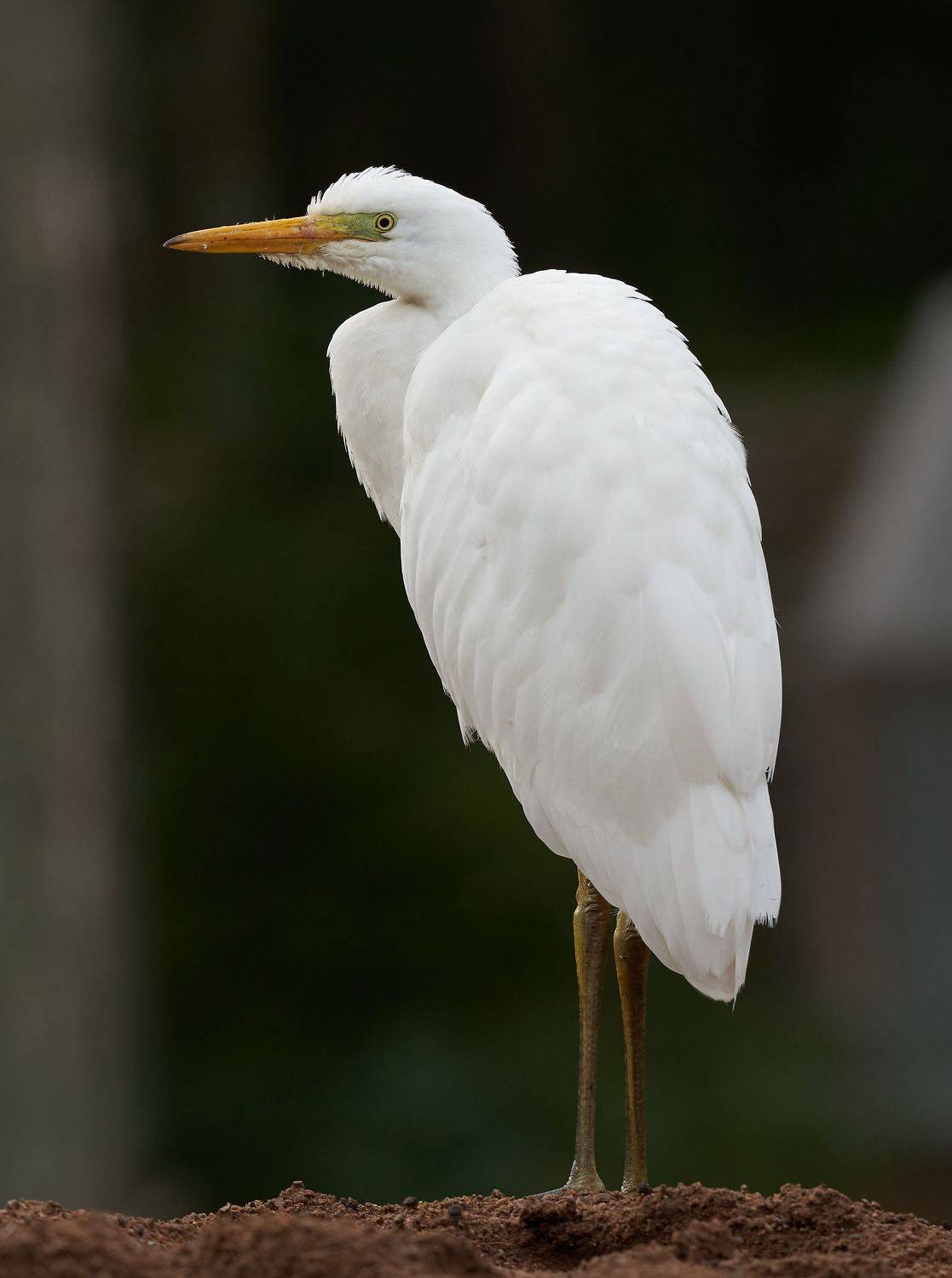 , Victor Krachkovsky