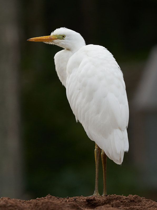 Большая белая цапля (Лен.обл., южный берег Финского залива, август 2021) фото превью