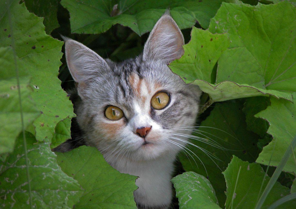 , Тарасов Алексей