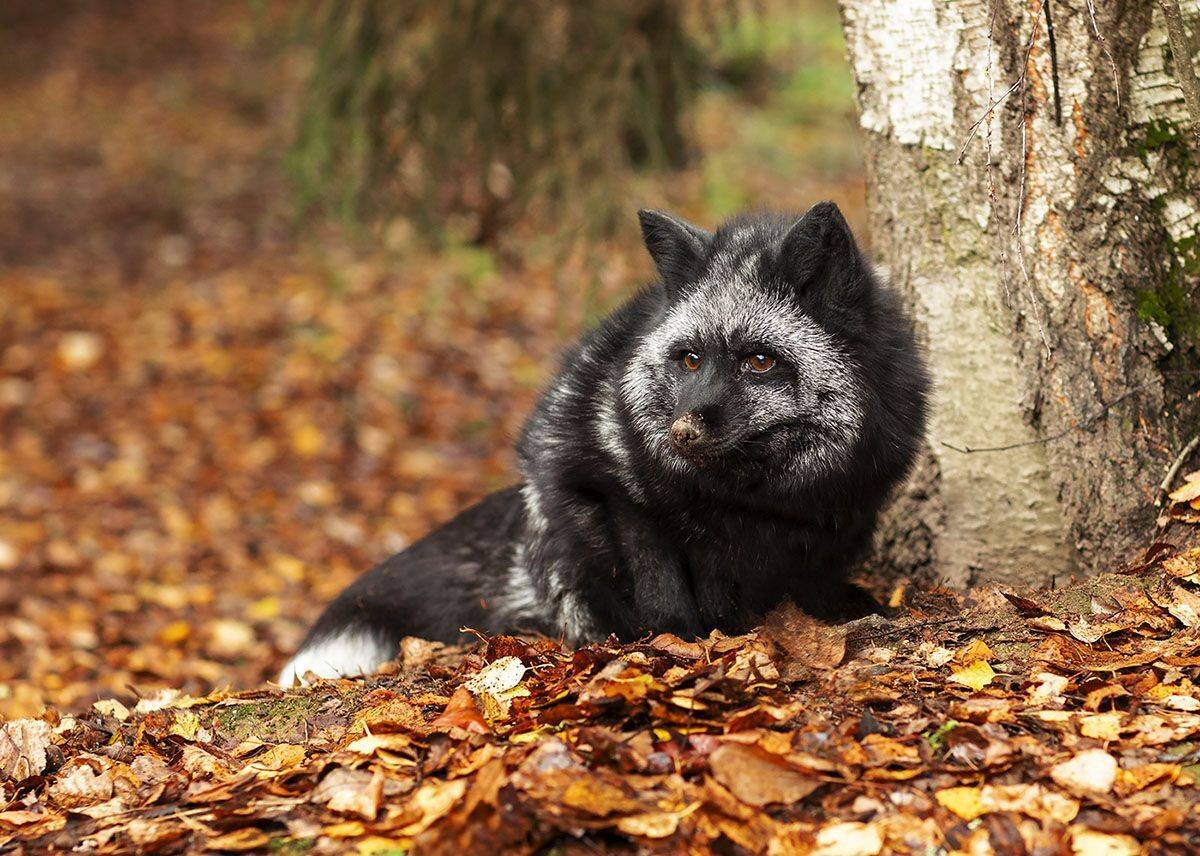 лиса,чернобурая,красотка, охота,осень,,красота,природа, fox, black, hunting,beautiful, autumn,nature, Юлия Стукалова