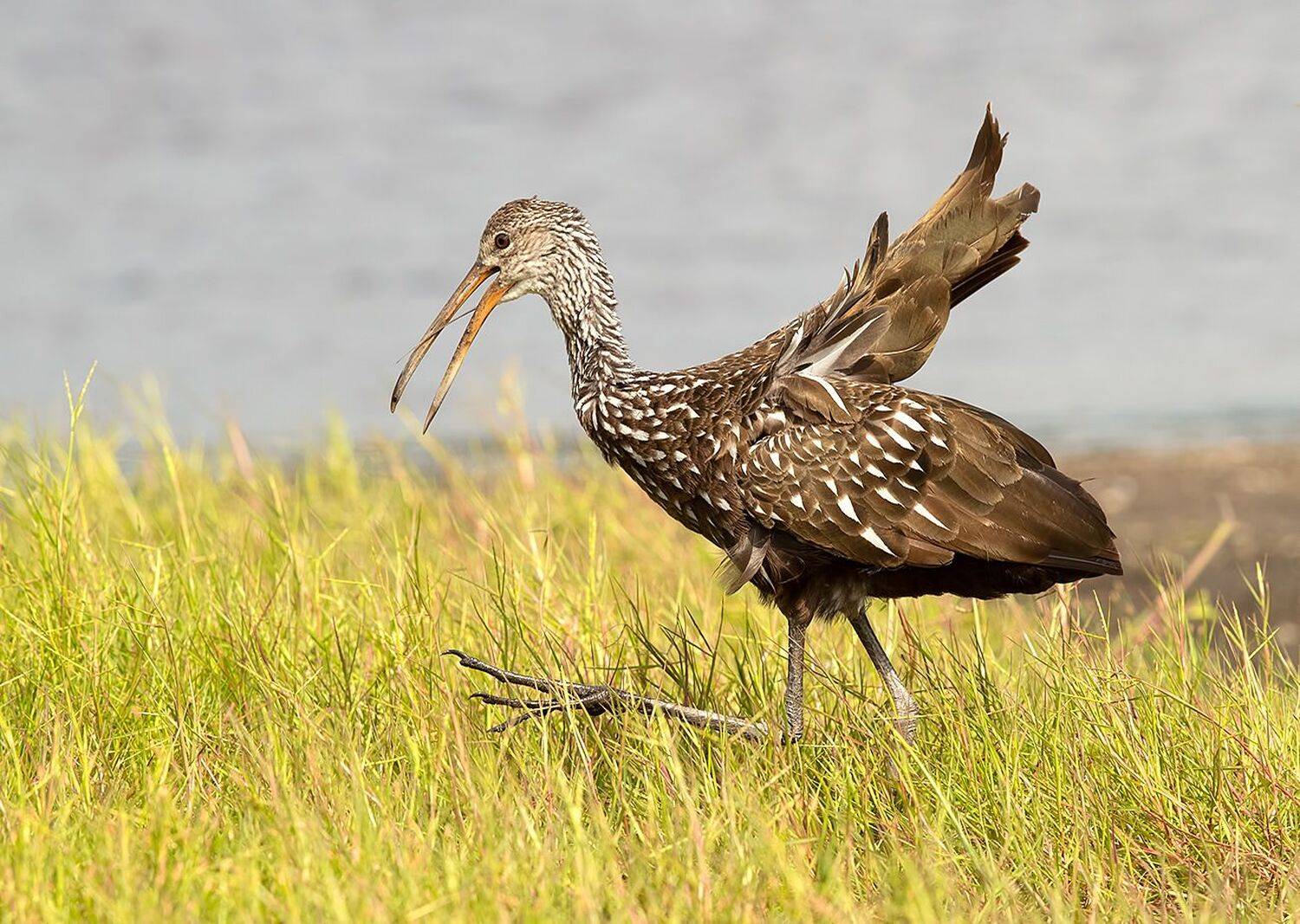 florida, limpkin, пастушковый журавль, флорида, Elizabeth Etkind