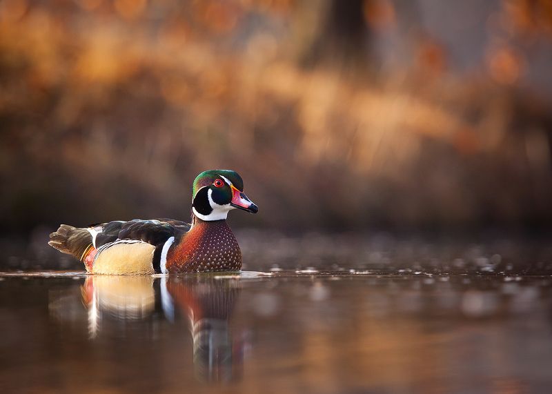 Carolin duck фото превью
