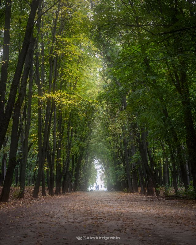 landscape Silent Light фото превью