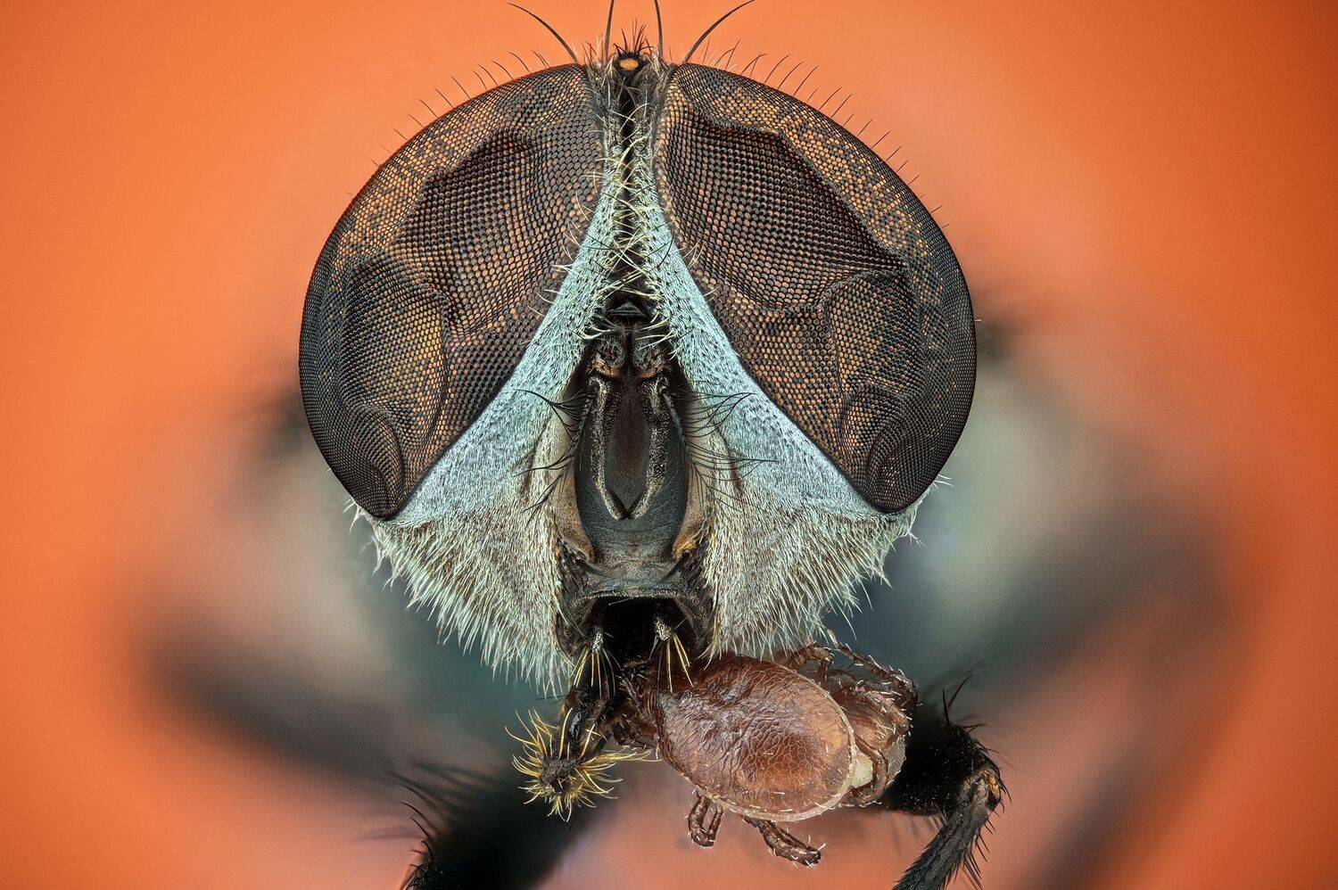 ceclii,macro,nikonz6ii, Tsvetan Ganev