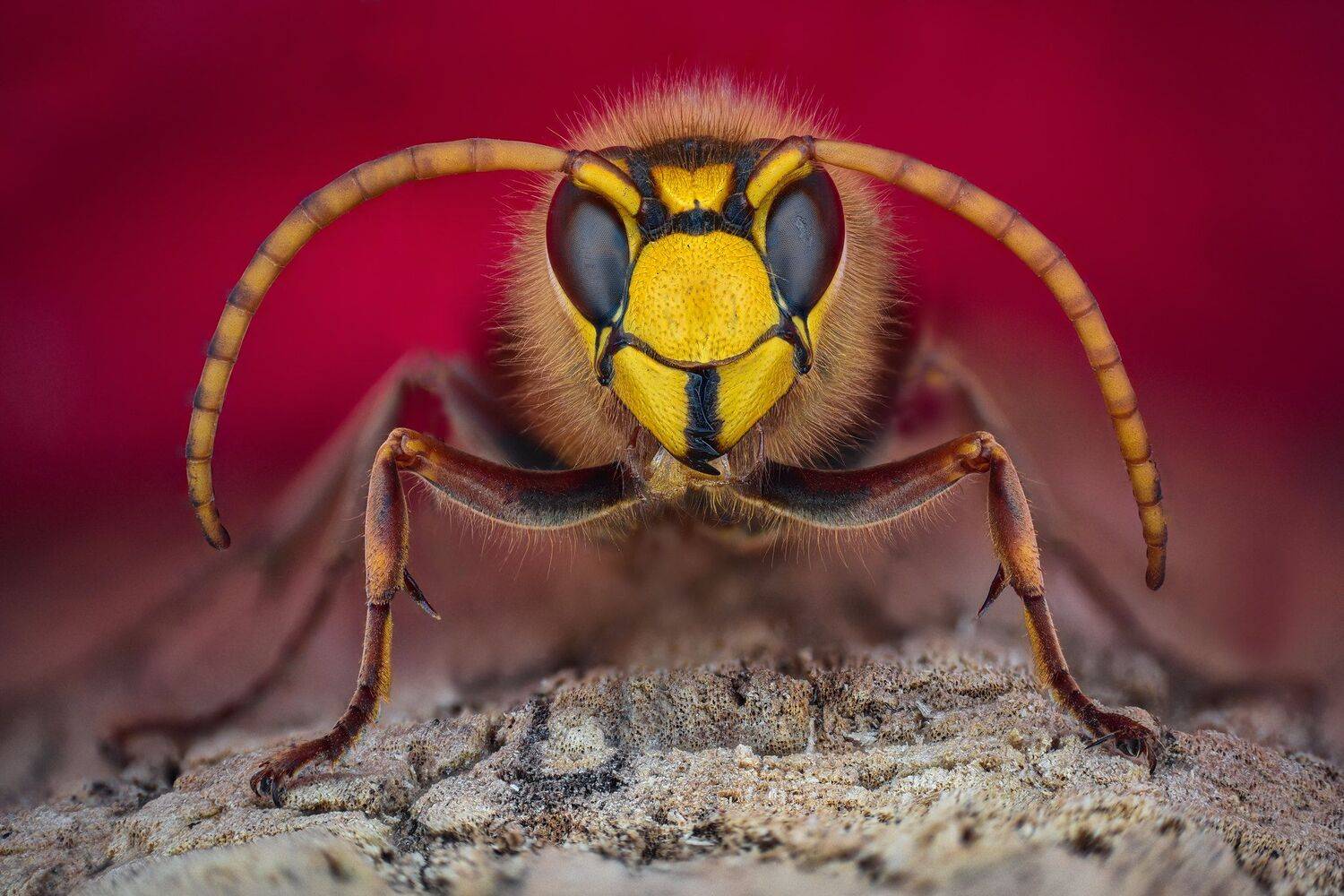 ceclii, nikon d5600,macro, Tsvetan Ganev