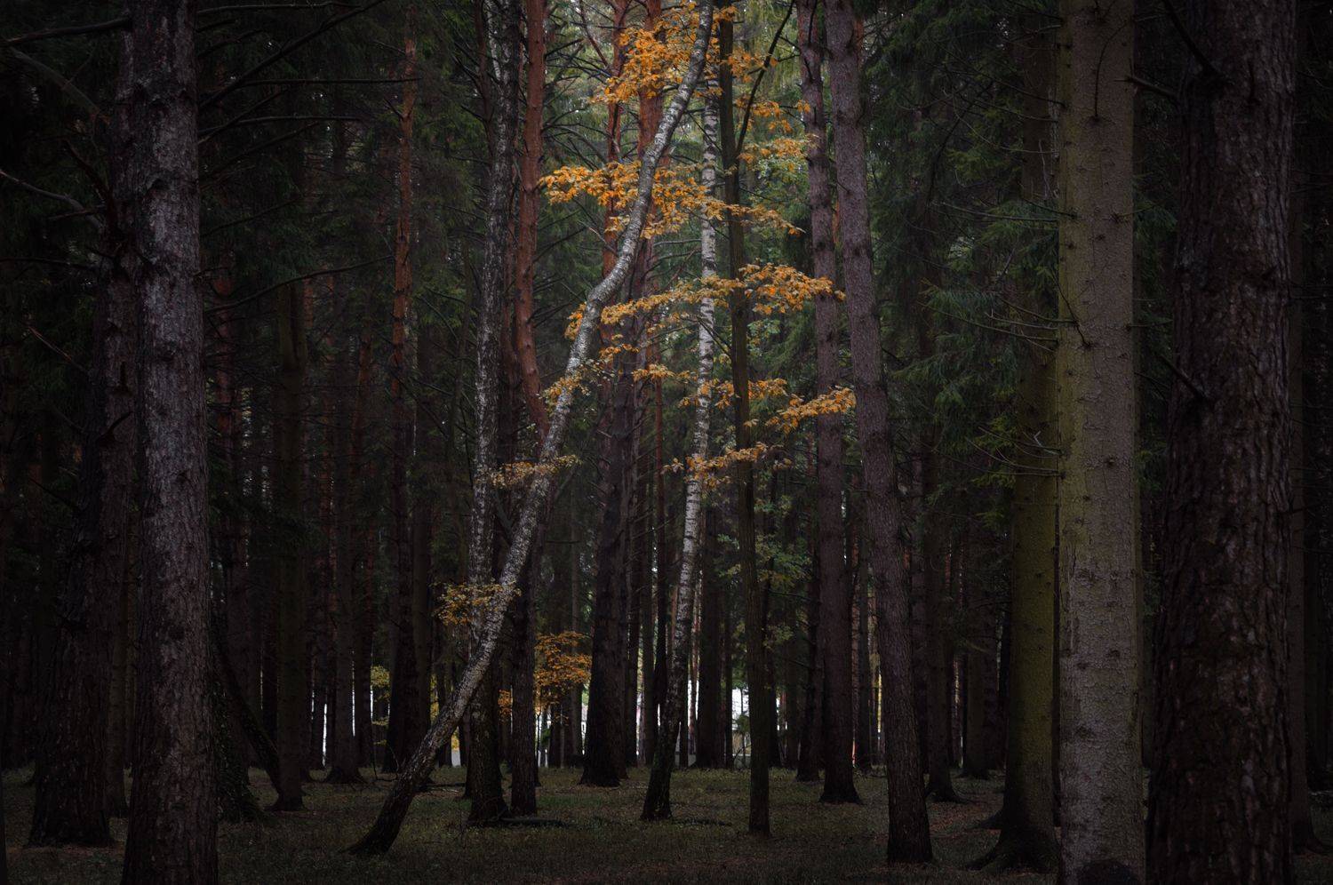 лес, свет, утро, природа, Баранов Олег