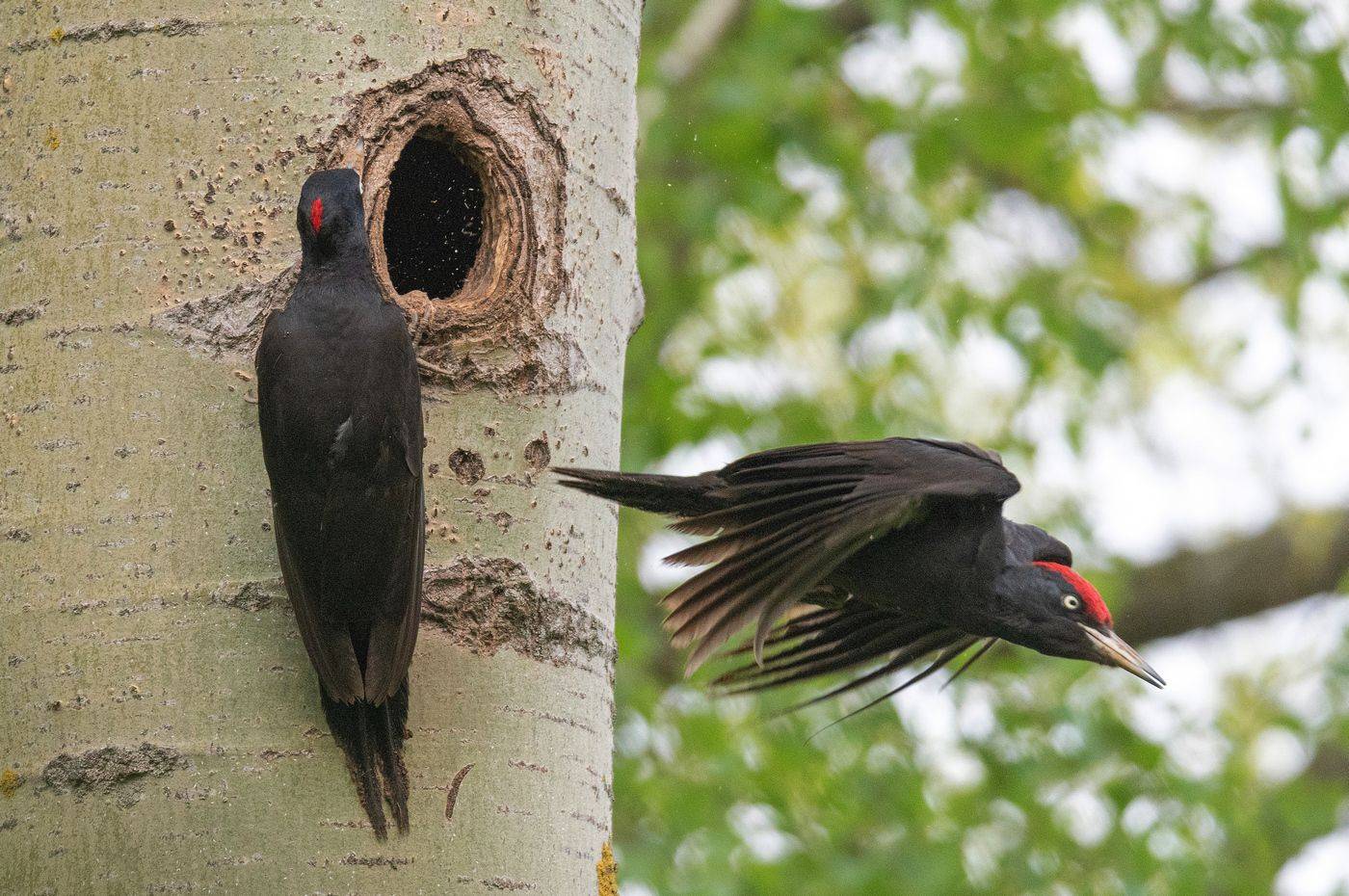 птица желна черный дятел птенцы, Руслан Сигушин