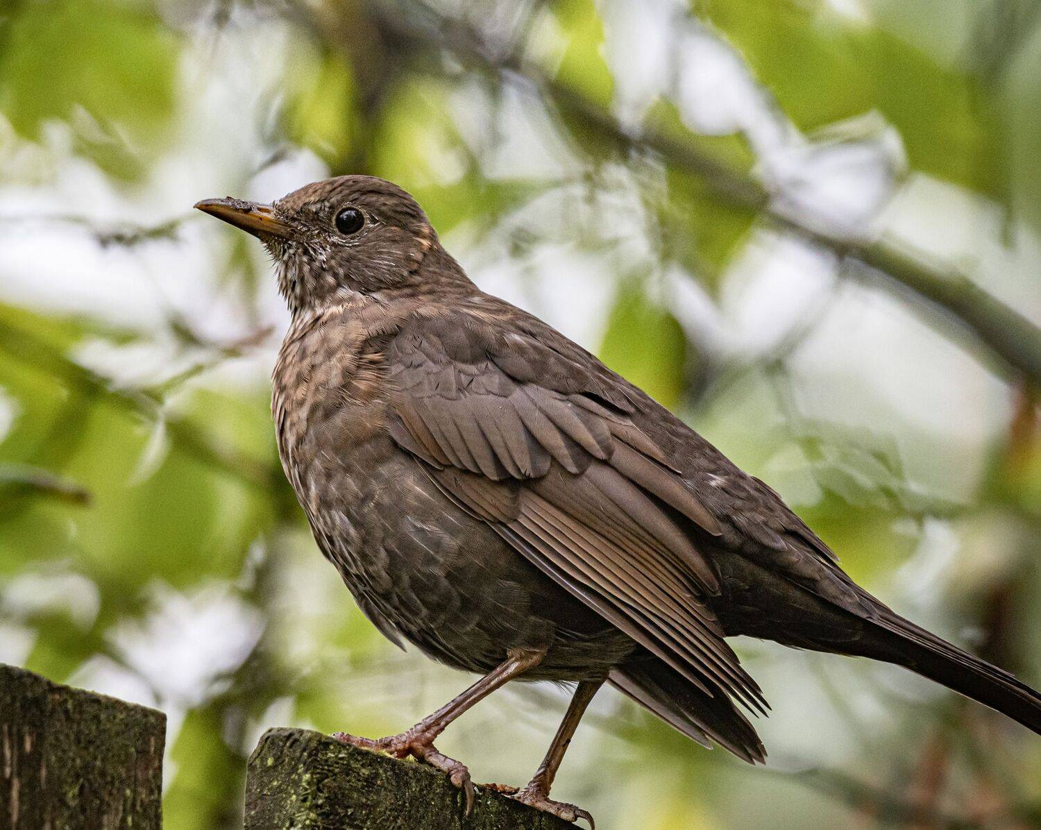 , Курлянцев Алексей