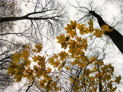 Улетели листья...