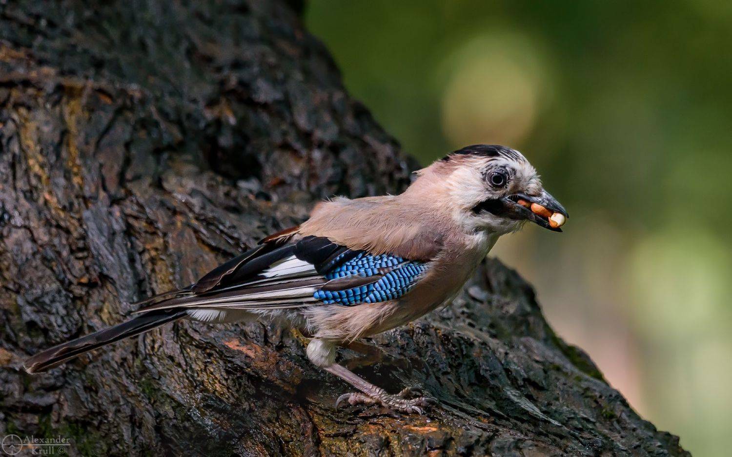 сойка, Александр Круль